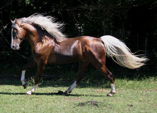 Golden Bronze Palomino Tennessee Walking Horse